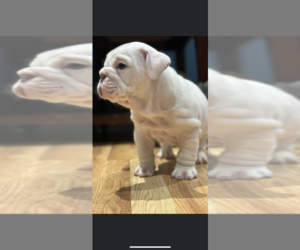 English Bulldog Puppy for Sale in PLAINFIELD, Connecticut USA