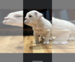 Small Photo #1 English Bulldog Puppy For Sale in PLAINFIELD, CT, USA