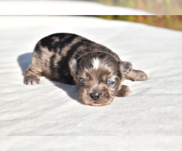 Medium Photo #5 Auss-Tzu Puppy For Sale in PALM COAST, FL, USA