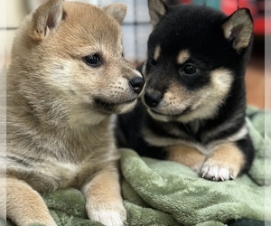Shiba Inu Puppy for Sale in MISSOULA, Montana USA