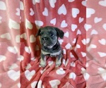 Small #2 French Bulldog