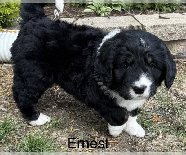 Medium Photo #3 Bernedoodle Puppy For Sale in SIBLEY, IL, USA