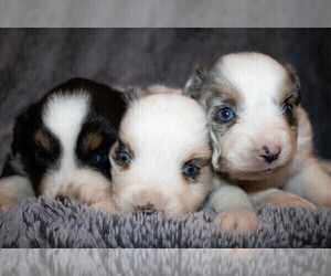 Miniature Australian Shepherd Litter for sale in KEOTA, IA, USA