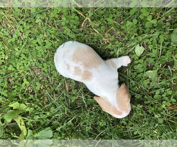Medium Photo #26 Dachshund Puppy For Sale in MONONA, IA, USA