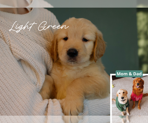 Medium Photo #10 Golden Retriever Puppy For Sale in PORTER, TX, USA