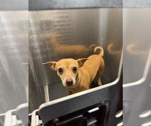 Chihuahua-Unknown Mix Dogs for adoption in San Antonio, TX, USA