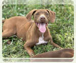 Small German Shorthaired Lab
