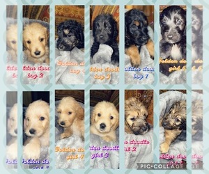 Golden Retriever-Goldendoodle Mix Puppy for sale in PEARL, MS, USA