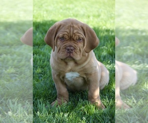 Dogue de Bordeaux Puppy for sale in LA SIERRA, CA, USA