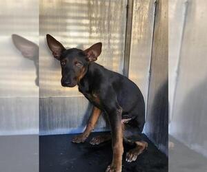 Doberman Pinscher-Unknown Mix Dogs for adoption in San Antonio, TX, USA
