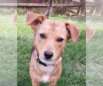 Small #37 Beagle Mix