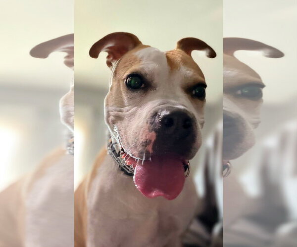Medium Photo #1 Boxer-Unknown Mix Puppy For Sale in Germantown, OH, USA