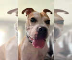 Tazzie - Female Boxer-Unknown Mix Dog for Adoption - Small photo