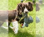 Small #2 Cocker Spaniel Mix
