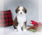 Small Photo #6 Bernedoodle-Poodle (Miniature) Mix Puppy For Sale in DALTON, OH, USA