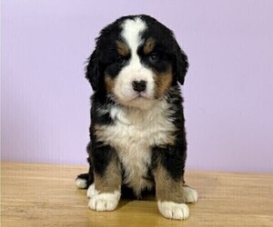 Bernese Mountain Dog Puppy for sale in WITHEE, WI, USA