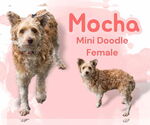 Small Goldendoodle (Miniature)