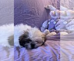Small Photo #2 Shih Tzu-Unknown Mix Puppy For Sale in HOPKINSVILLE/PRINCETON, KY, NH, USA