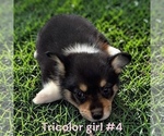 Small #6 Pembroke Welsh Corgi