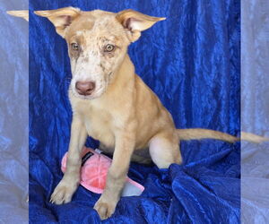Polly Cooman - Female Aussiedor Dog for Adoption - Photo #2