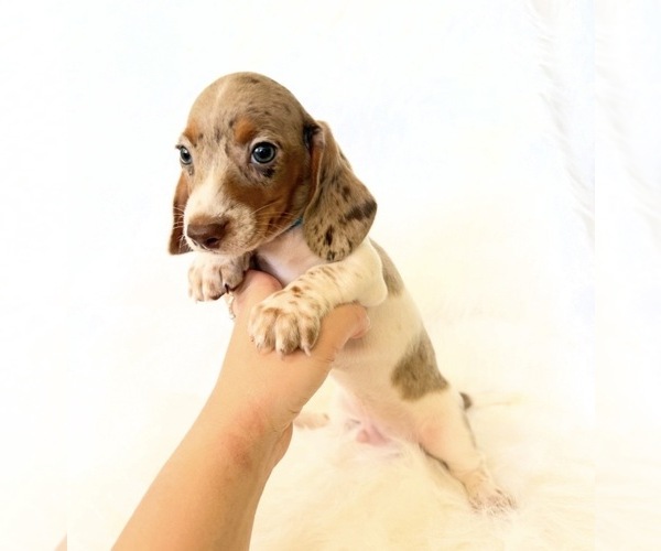 Medium Photo #8 Dachshund Puppy For Sale in DAVIS, CA, USA