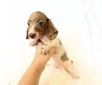 Small #7 Dachshund