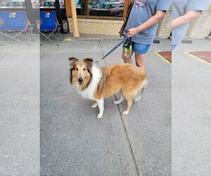 Collie Dogs for adoption in Pueblo West, CO, USA