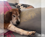 Small #4 Beagle