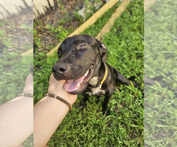 Medium Photo #3 Labrador Retriever-Unknown Mix Puppy For Sale in Miami, FL, USA