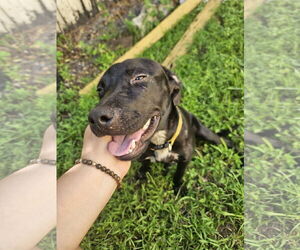 COURTESY POST: Pepper - Female Labrador Retriever-Unknown Mix Dog for Adoption - Photo #3