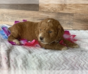 Goldendoodle Puppy for sale in CUMBERLAND, OH, USA