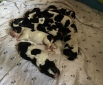 Small Photo #1 Basset Hound Puppy For Sale in DALEVILLE, AL, USA
