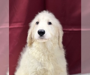 Goldendoodle Puppy for sale in DUNDEE, OH, USA