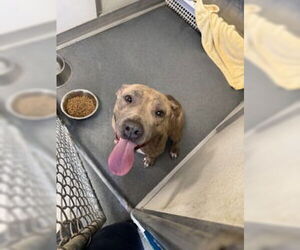 Mutt Dogs for adoption in Glen Allen, VA, USA