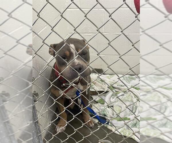 Medium Photo #1 Mutt Puppy For Sale in Rosenberg, TX, USA