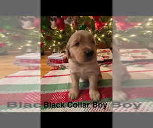 Golden Retriever Puppy for sale in MOREHEAD, KY, USA