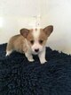 Small Photo #2 Pembroke Welsh Corgi Puppy For Sale in CLARK, MO, USA
