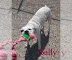 Small #8 American Bulldog Mix