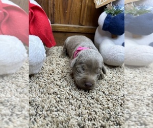 Labrador Retriever Puppy for sale in NEOLA, WV, USA