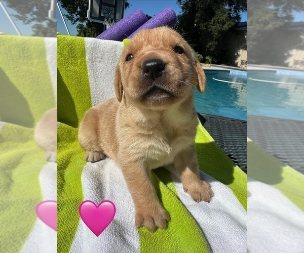 Medium Photo #8 Labrador Retriever Puppy For Sale in TURLOCK, CA, USA