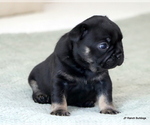 Small Photo #10 French Bulldog Puppy For Sale in WINNSBORO, TX, USA