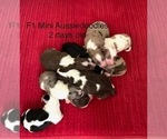 Small Photo #2 Aussie-Poo Puppy For Sale in REEDS SPRING, MO, USA