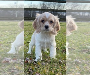 Cocker Spaniel Puppy for sale in CANOGA, NY, USA
