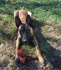 Belgian Malinois Puppy for sale in SHERRARD, IL, USA