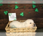 Small Photo #9 English Cream Golden Retriever Puppy For Sale in CLOVIS, CA, USA