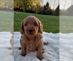Puppy Chester Goldendoodle (Miniature)