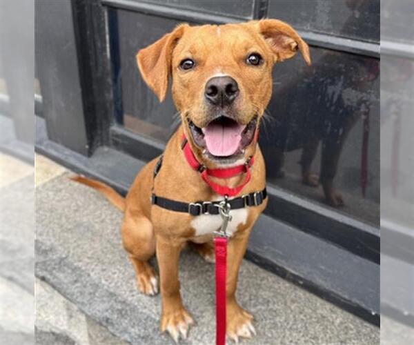 Medium Photo #1 Labrador Retriever Puppy For Sale in Redwood City, CA, USA