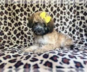 Cavapoo Puppy for sale in LAKELAND, FL, USA