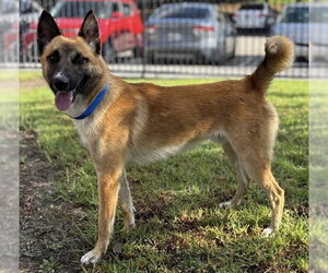German Shepherd Dog Dogs for adoption in Riverside, CA, USA