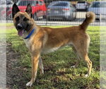 GUNNER - Male German Shepherd Dog Dog for Adoption - Small photo